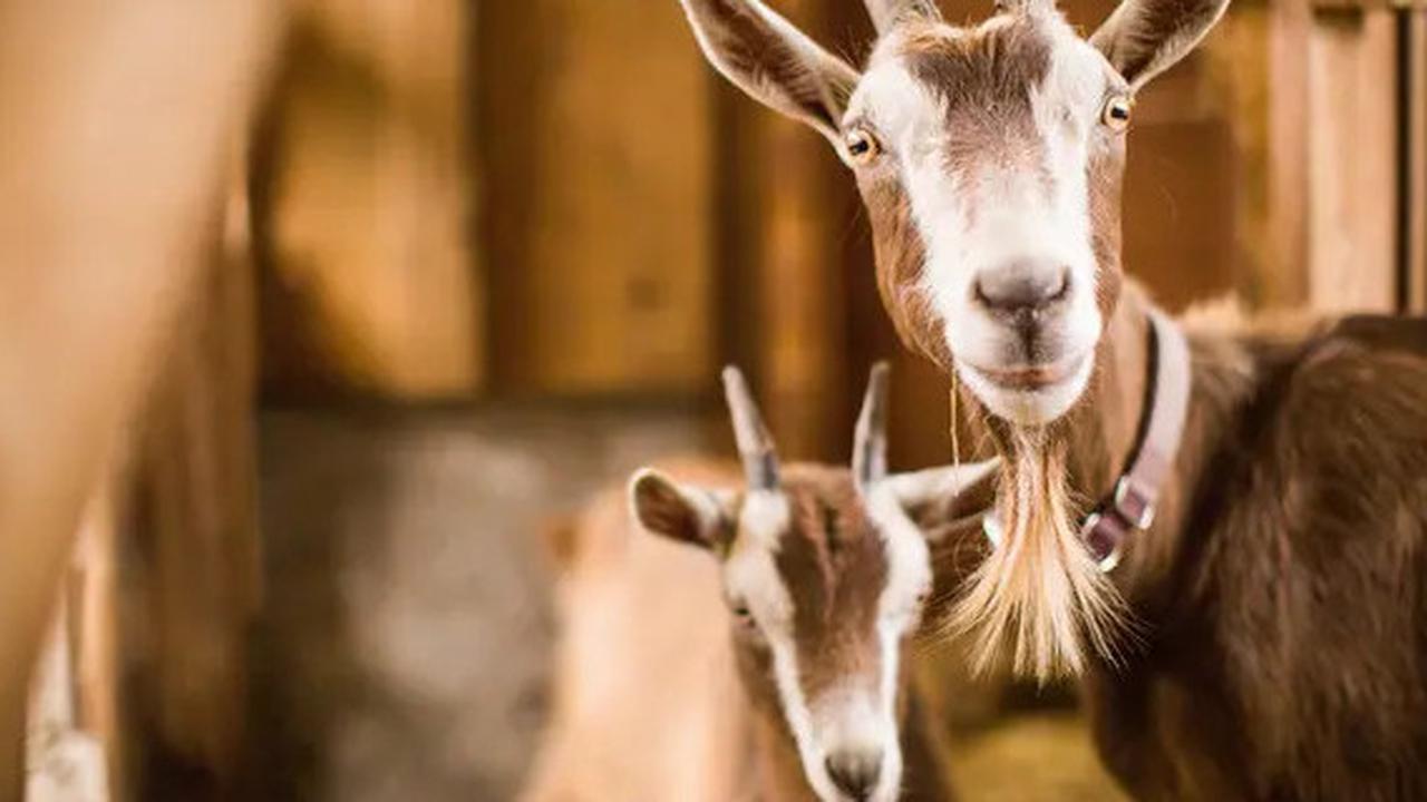 Hukum Berkurban untuk Orang yang Sudah Meninggal Dunia Menurut Ulama