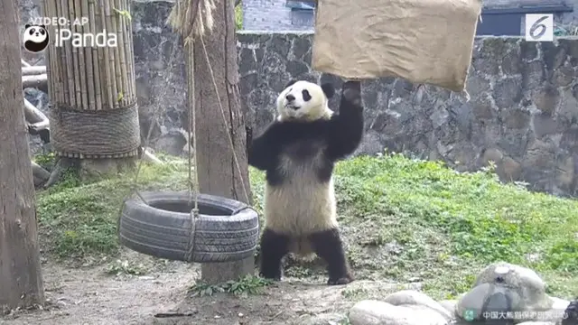 Panda bernama Yayun melatih otot lengannya dengan bergelantungan selama 1 menit
