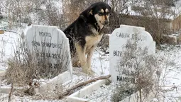 Foto yang diambil pada 15 Januari 2022 menunjukkan seekor anjing berdiri dekat kuburan di Pemakaman untuk tempat hewan peliharaan dimakamkan di Ankara, Turki. Pemakaman hewan, yang didirikan oleh Kota Metropolitan Ankara pada tahun 1997, tidak digunakan lagi sejak tahun 2014. (Adem ALTAN/AFP)