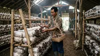 7 Cara Budidaya Jamur Kuping bagi Pemula di Rumah, Jamur Sehat Panen Melimpah