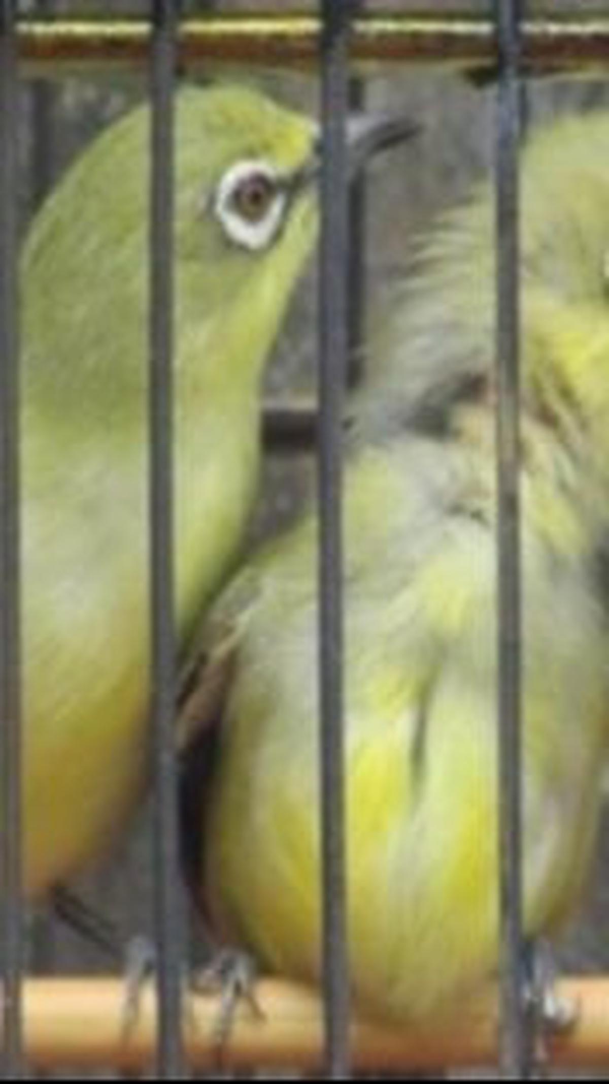 4. Pleci Dada Kuning Bali<br>
