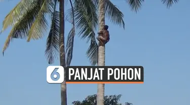 vertikal panjat pohon