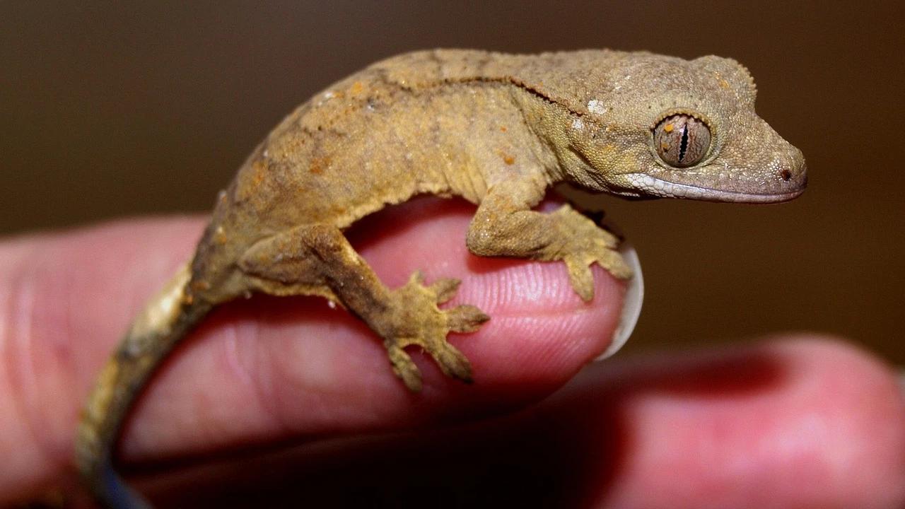 Musim Hujan Tiba, Tokek Pun Datang: 10 Alasan Mereka Sering Masuk Rumah