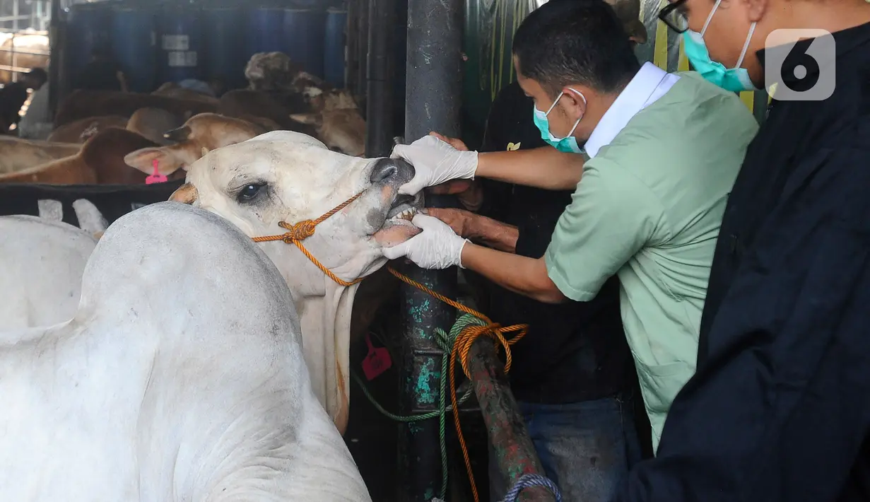 Pemeriksaan kesehatan hewan dilakukan guna memastikan ternak sapi yang diperjualbelikan untuk hewan kurban pada Idul Adha nanti dalam kondisi sehat, layak disembelih dan tidak memiliki penyakit bawaan yang bisa menular pada manusia. (merdeka.com/Arie Basuki)