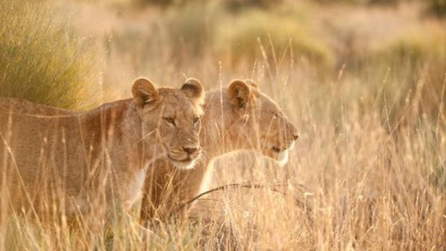 Singa di Afrika Selatan.