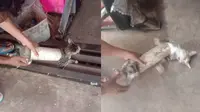 Viral Video Kucing Tersangkut di Paralon, Susah Cara Lepasnya (sumber: TikTok/daniagustin2002)
