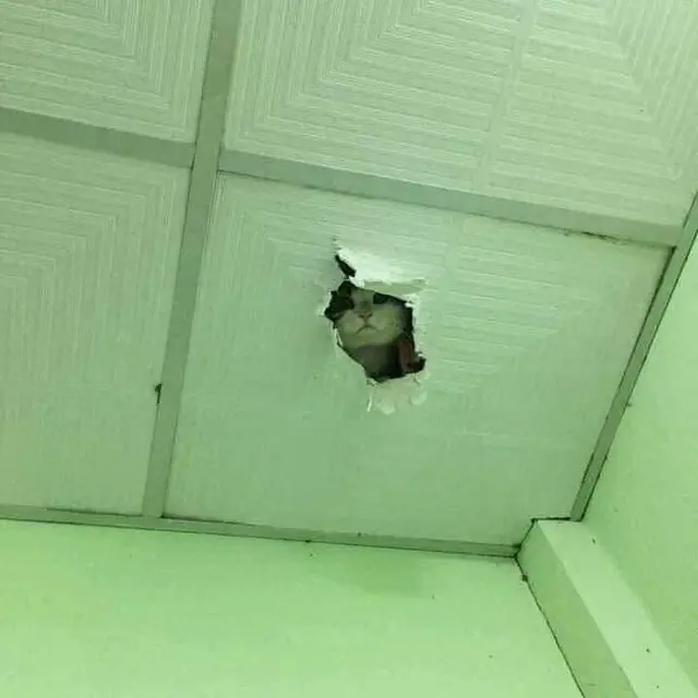 6 Potret Kucing Ngintip dari Atas Rumah Ini Bikin Kaget Lihatnya