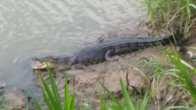 Penampakan Buaya Muara di Sungai Luk Ulo, Kebumen. (Foto: Liputan6.com/Mulyadi untuk Muhamad Ridlo)