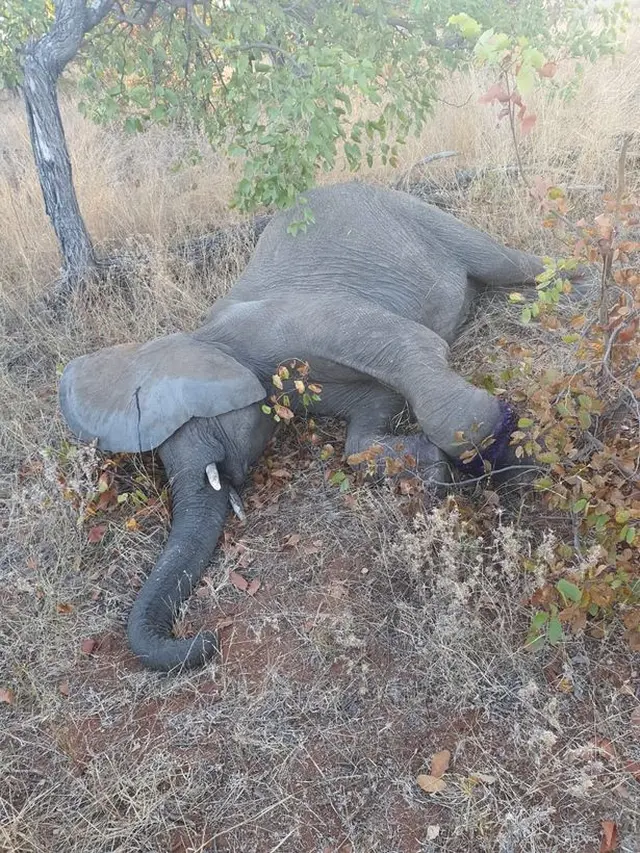 Terjebak dalam Perangkap, Kisah Gajah yang Terluka Akibat Diburu Ini Bikin Terenyuh