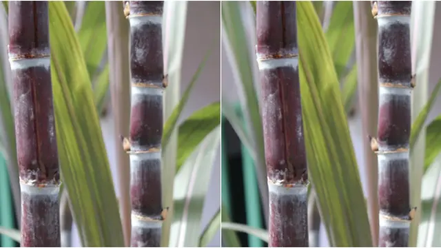 Courtesy guruspiritual.com