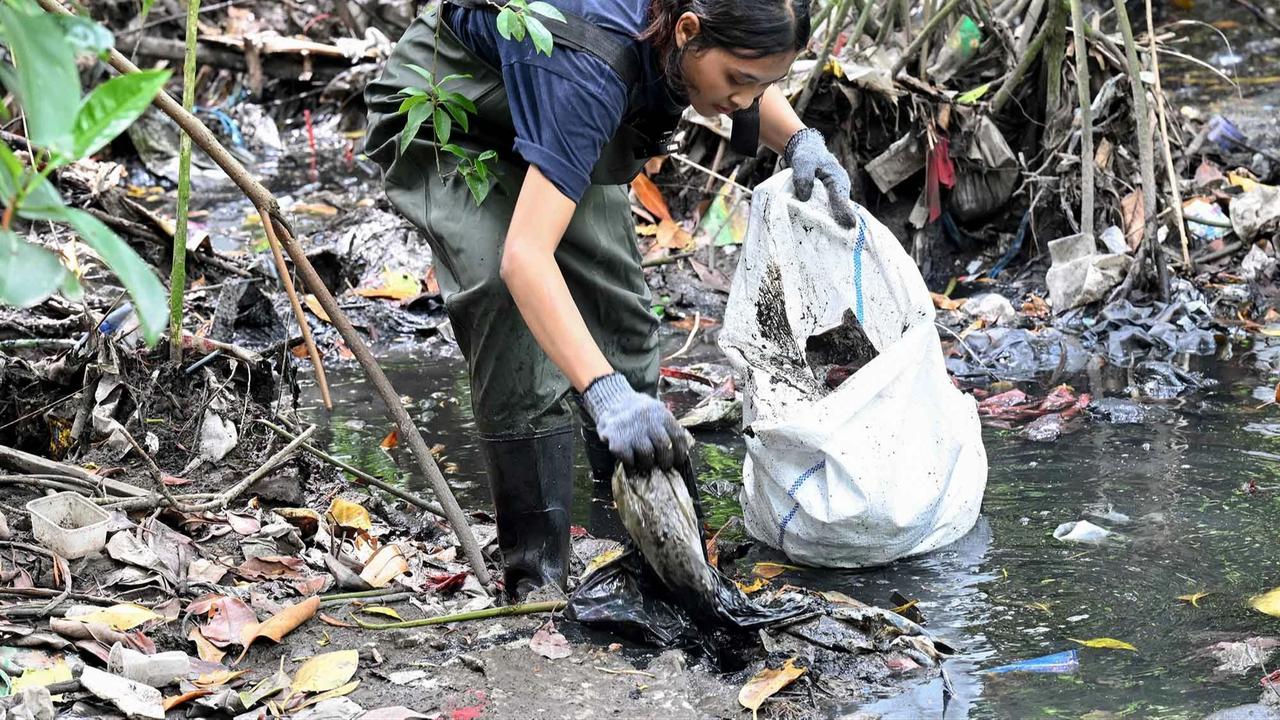 FOTO: Aksi Bersih Sampah Plastik di Hutan Bakau Serangan Bali