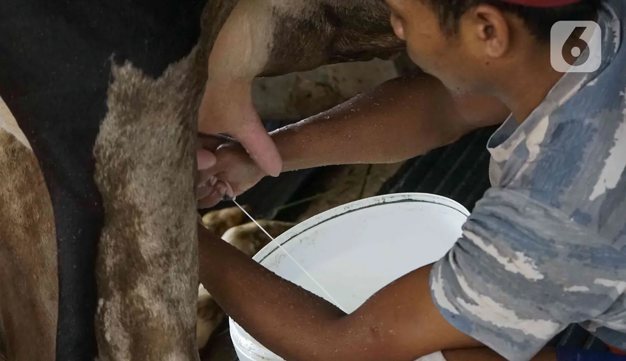 Pekerja memerah susu sapi di salah satu peternakan sapi perah kawasan Duren Tiga, Jakarta, Rabu (25/5/2022). Perternakan sapi perah di tempat tersebut selalu rutin menjaga kesehatan sapi dengan mendatangkan dokter. Dan saat ini harga susu dijual Rp 11.000 per liter. (Liputan6.com/Herman Zakharia)