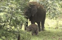 Fakta Unik Anak Gajah Sumatera Jermey di TNWK, Namanya Terinspirasi Dubes Inggris!