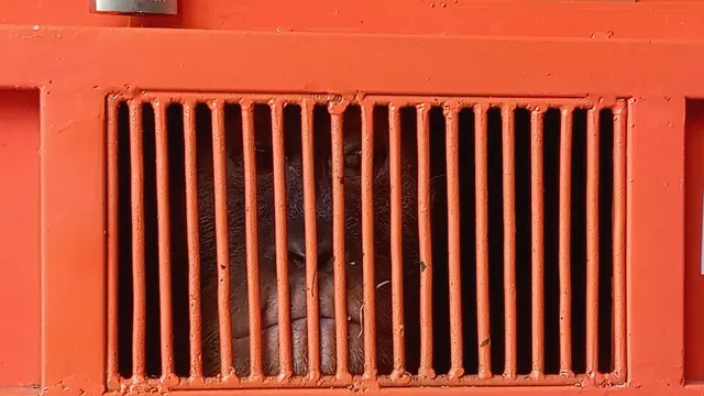 Orangutan Sumatera bernama Jodet