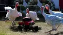 Beberapa ekor ayam kalkun mengejar truk remote kontrol saat balap Turkey Stampede pada acara tahunan Kern County Fair di Bakersfield, California, Sabtu (30/9). Mainan truk remote kontrol itu berisi makanan sebagai umpan bagi ayam Kalkun (Mark RALSTON/AFP)