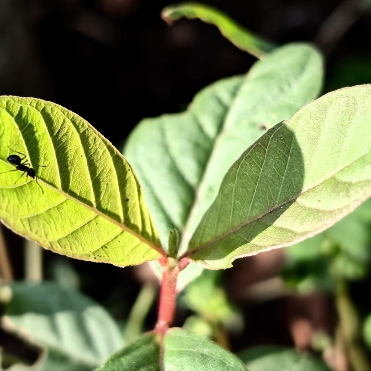 Teh Daun Jambu Biji Bisa Cegah Lonjakan Gula Darah pada Pasien Diabetes Tipe 2