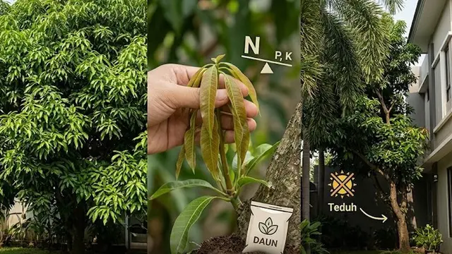 Penyebab Pohon Mangga Rajin Berdaun tapi Tidak Mau Berbuah (AI Generated)