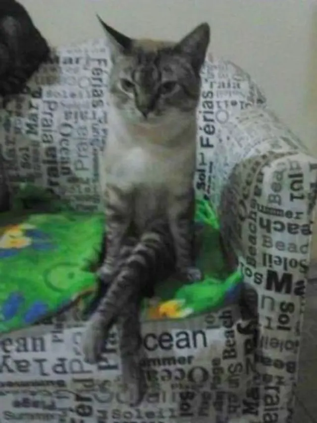 6 Aksi Kucing Berlagak Seperti Manusia, Gemas Banget