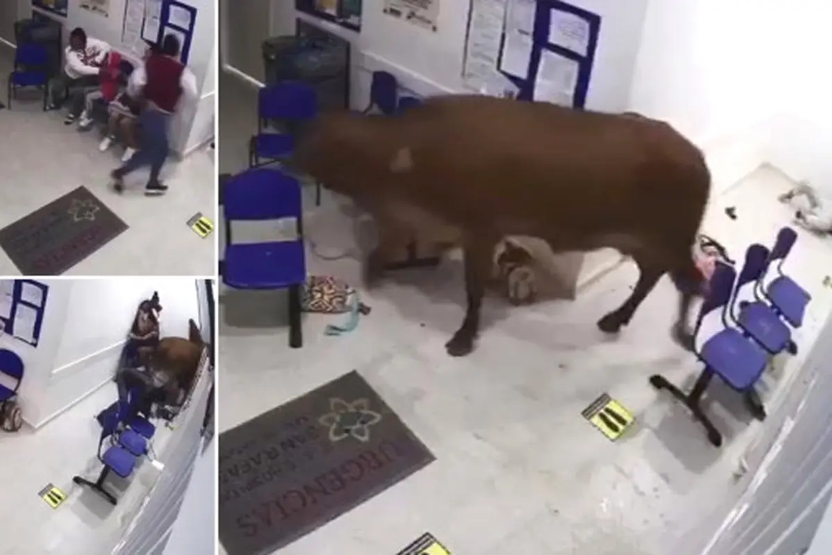 sapi masuk ke rumah sakit