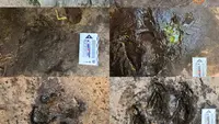 Jejak Kaki Dinosaurus Pemakan Daging Berusia 120 Juta Tahun Ditemukan di Thailand