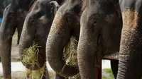 Sejumlah Gajah saat makan jerami di sebuah kamp di Thailand kuno Ayutthaya, Bangkok, Thailand, (11/8/2015). Acara tahunan ini diselenggarakan untuk meningkatkan kesadaran tentang konservasi gajah. (REUTERS/Chaiwat Subprasom)