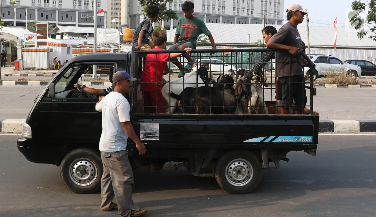 Pembeli membawa kambing yang dibeli di kawasan Kemayoran, Jakarta, Kamis (31/8). H-1 jelang Idul Adha, hewan kurban mulai didistribusikan para pedagang kepada sejumlah pembeli di Ibukota. (Liputan6.com/Immanuel Antonius)