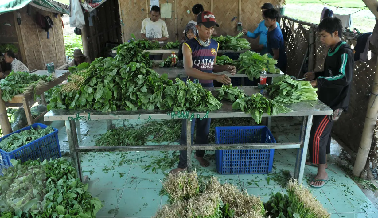 Sejumlah pentani mengolah hasil panen sayuran jenis Caisim di Teluk Naga, Kabupaten Tangerang, Kamis (20/4). Hasil bertani tersebut biasanya dijual keseluruhan wilayah Tangerang, Jakarta dan pasar swalayan. (Liputan6.com/Helmi Afandi)