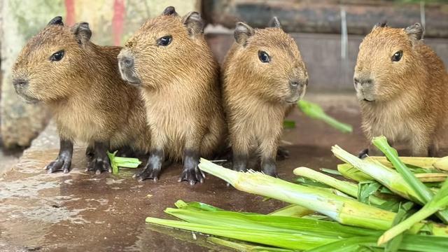 Capybara