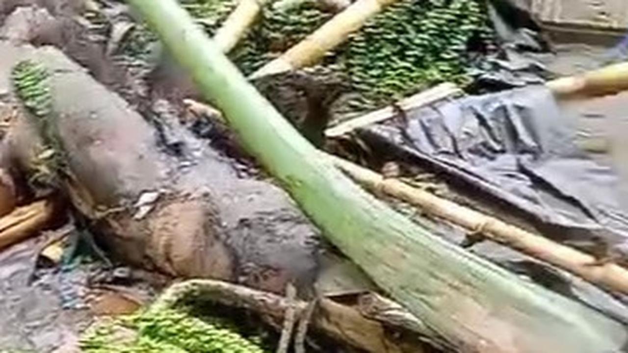 Detik-Detik Pohon Tumbang Timpa Arena Sabung Ayam di Bali, 3 Orang Tewas