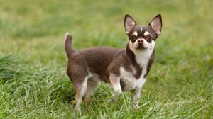 Kisah Comando, Chihuahua Mungil Jadi Anjing Pelacak Garda Nasional Meksiko