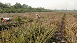 Petani yang tergabung Masyarakat Peduli Api bersama Komunitas Tani Tunas Makmur memetik nanas di Sei Pakning, Bengkalis, Riau, Rabu (11/9/2019). Perkebunan dikelola masyarakat dengan pola kemitraan pasca kebakaran hutan dan lahan dengan menanam nanas. (Liputan6.com/Faizal Fanani)