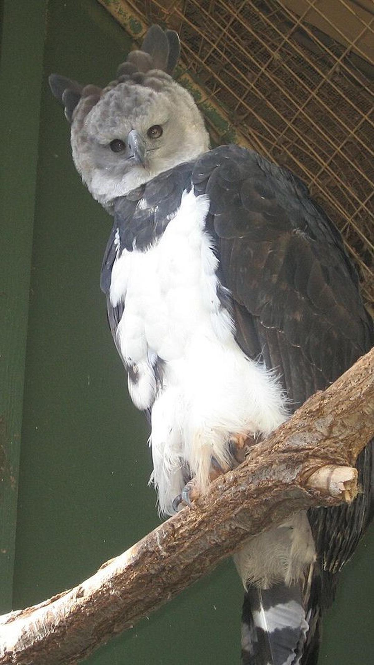 8. Elang Harpy<br>
