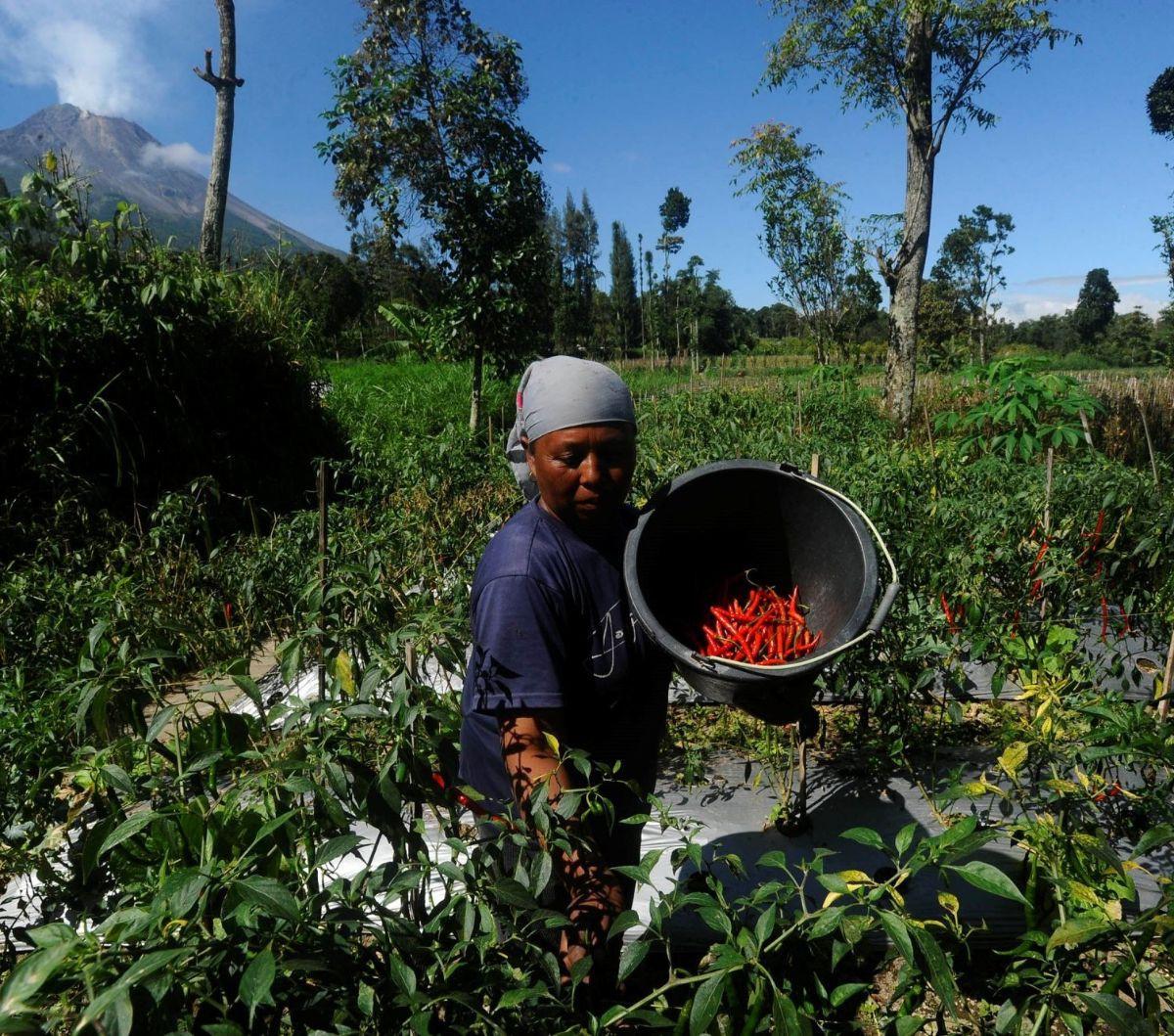 Harga cabai merah di tingkat petani mengalami penurunan signifikan dari Rp 70 ribu per kilogram menjadi Rp 40 ribu per kilogram. Foto: merdeka.com / Arie Basuki<br>