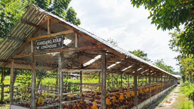 Model Kandang Ayam Sederhana Tapi Terlihat Profesional Seperti Peternak Besar (AI)