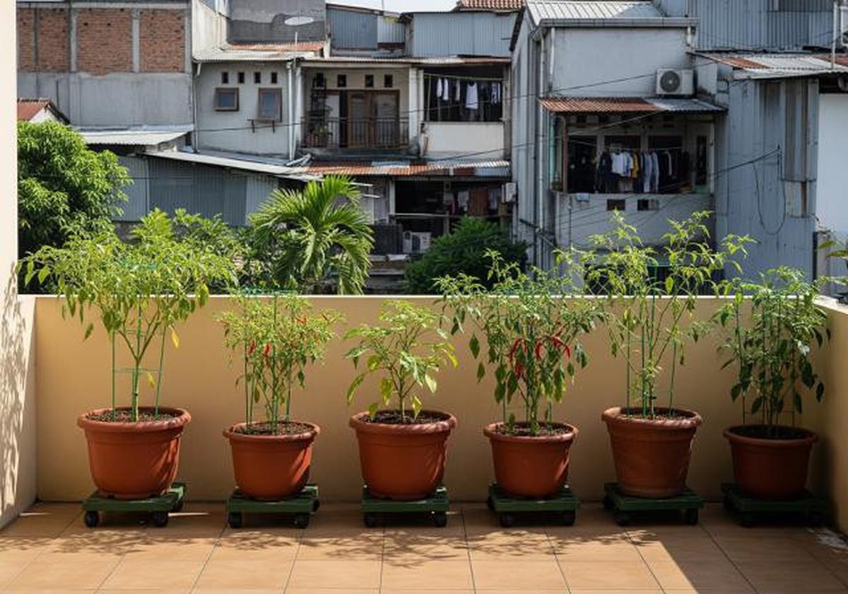7 Ide Kebun Cabai Mini di Rumah Tanpa Halaman, Solusi Bertanam di Lahan Terbatas