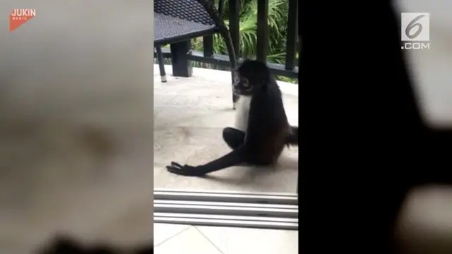 Dengan santainya seekor monyet masuk ke dalam kamar hotel dan mencuri buah. Aksi monyet ini lalu direkam oleh penghuni kamar hotel.