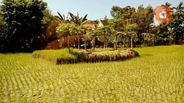Sawah