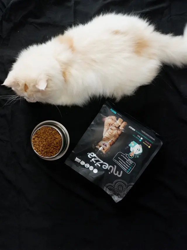 Kiat Tepat Mengelus Kucing, Dijamin Bebas Risiko Cakar dan Gigitan