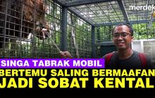 VIDEO: Usai Tabrak Mobil, Singa & Pemilik Yaris Kini Jadi Bestie