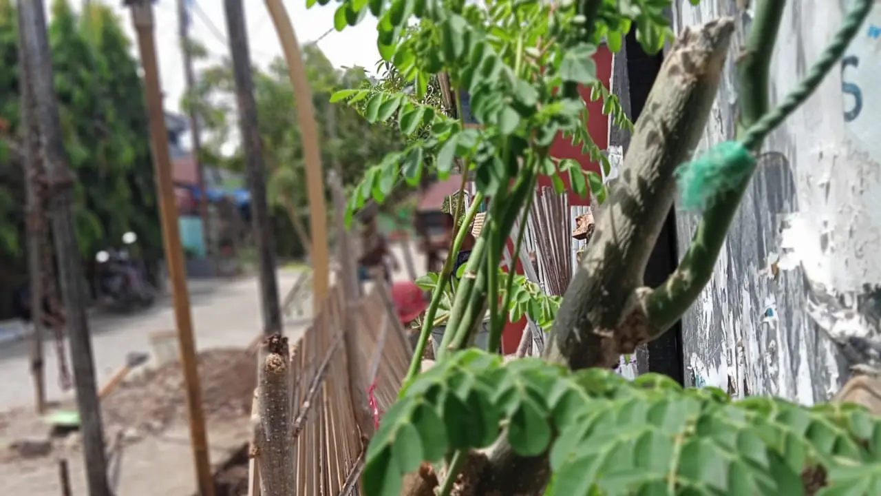 Resep Rahasia 'Penangkal' Covid-19 ala Warga Jeneponto