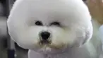 Bichon Frize menunggu untuk tampil pada hari pertama kompetisi Westminster Kennel Club 142nd Annual Dog Show di New York, Amerika Serikat, Senin (12/2). Kompetisi ini diikuti oleh ribuan anjing dari seluruh negara bagian. (AFP PHOTO/TIMOTHY A. CLARY)