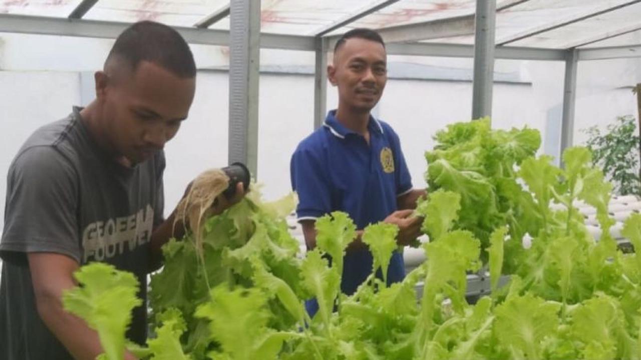Trivia Lapas: Tanpa Tanah, Pertanian Hidroponik Lapas Ambon Bekali WBP Keterampilan dan Dukung Ketahanan Pangan Nasional