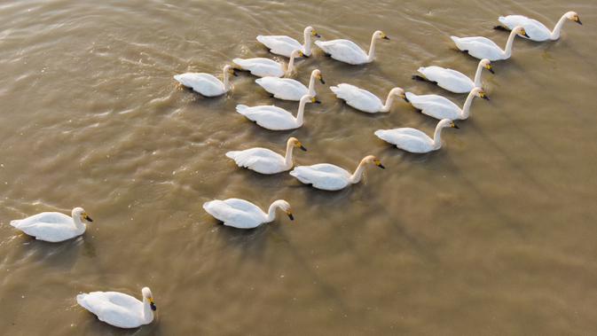 Foto udara menunjukkan kawanan angsa berenang di Danau Dongting Barat, Changde, Provinsi Hunan, China, 11 November 2020. Danau Dongting Barat, beserta lahan basahnya yang memiliki kekayaan hayati, telah menjadi jalur utama bagi kawanan burung yang bermigrasi. (Xinhua/Chen Sihan)