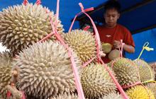 Bea Cukai Batam Perketat Pengawasan, Bagaimana Penyelundupan Durian Ilegal Malaysia 10 Ton Per Hari Terjadi?