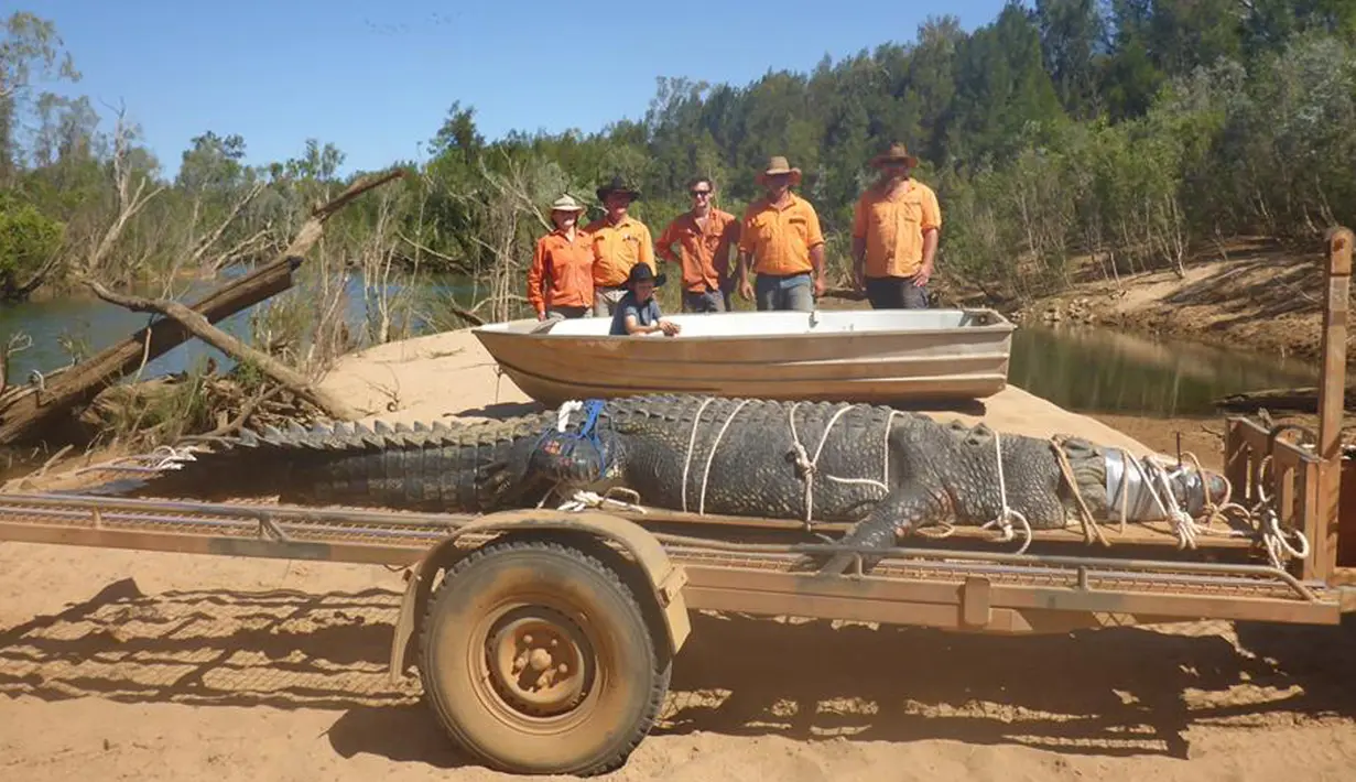 Seekor buaya air asin raksasa berhasil ditangkap setelah diburu selama delapan tahun di Kota Katherine, Australia, Senin (9/7). Buaya itu akan dibawa ke peternakan buaya, dijauhkan dari populasi masyarakat. (Facebook/Northern Territory Parks and Wildlife)
