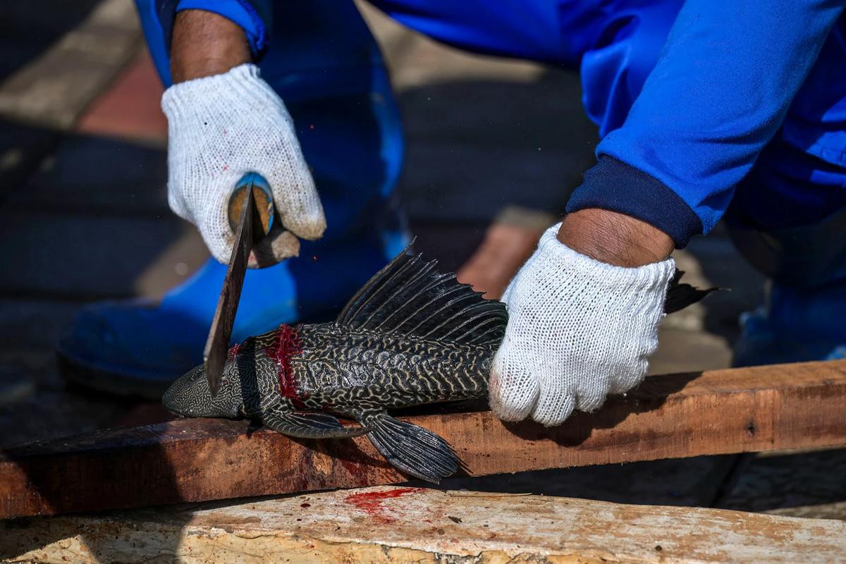 FOTO:Pemusnahan Ikan Sapu Sapu di Waduk Kaja Ciracas