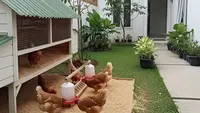 6 Ide Kandang Ayam yang Mudah Dibersihkan, Kunci Kesehatan Unggas