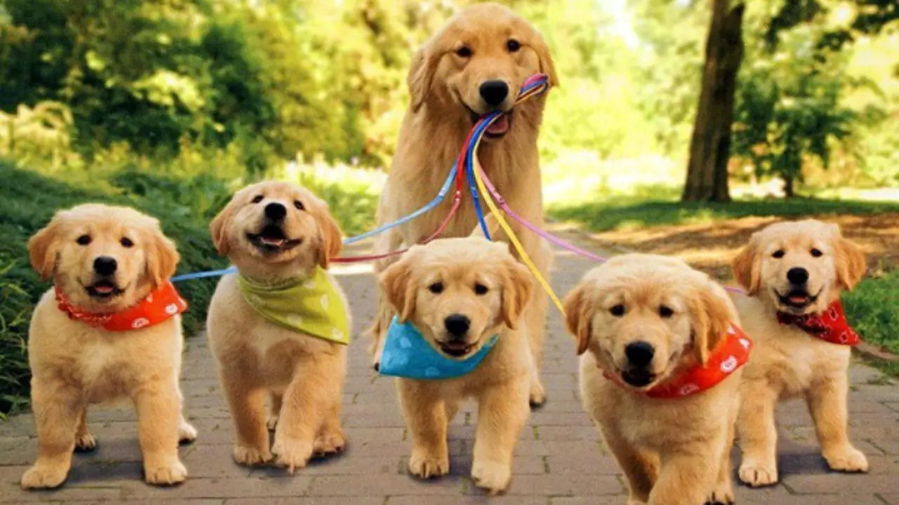 [Bintang] Begini Gaya Anjing yang Sedang Menikmati Hidup