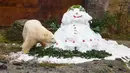 Seekor beruang kutub, Milana memeriksa boneka salju yang dihiasi sayuran, kacang dan bola di kebun binatang di Hanover, Jerman, Selasa (19/12). Makanan itu sebagai kado hadiah Natal yang diberikan pihak kebun binatang. (PHILIPP VON DITFURTH/DPA /AFP)