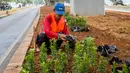 Petugas Sudin Kehutanan Jakarta Selatan melakukan penanaman pohon melati Jepang di bawah jalur MRT Jalan Sisingamangaraja, Jakarta, Kamis (31/10/2019). Penanaman pohon melati Jepang di bawah jalur MRT tersebut untuk penghijauan dan mempercantik tata ruang kota. (Liputan6.com/Faizal Fanani)